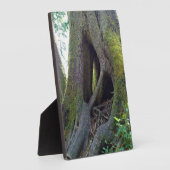 Dombaum, Astoria, Oregon Fotoplatte (Seite)