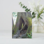 Dombaum, Astoria, Oregon Postkarte (Stehend Vorderseite)