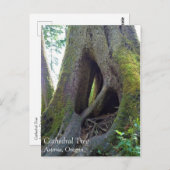 Dombaum, Astoria, Oregon Postkarte (Vorne/Hinten)