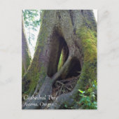 Dombaum, Astoria, Oregon Postkarte (Vorderseite)