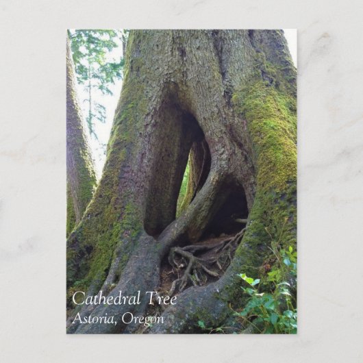 Dombaum, Astoria, Oregon Postkarte (Vorderseite)