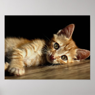 Domestic Kitten bei der Erholung Poster