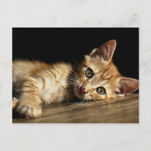 Domestic Kitten bei der Erholung Postkarte