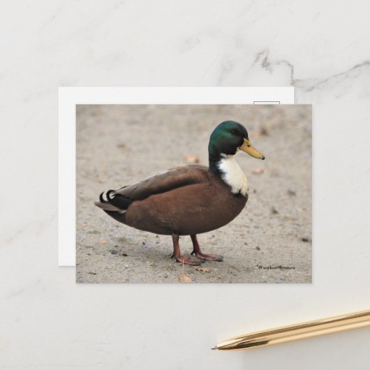 Domestic Mallard Duclair Bibbed Odd Duck Postkarte (Vorderseite/Rückseite Beispiel)