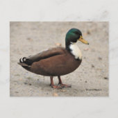 Domestic Mallard Duclair Bibbed Odd Duck Postkarte (Vorderseite)