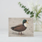 Domestic Mallard Duclair Bibbed Odd Duck Postkarte (Stehend Vorderseite)