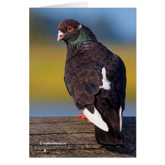 Domestic Rock Pigeon (Dark Morph) (Vorne)