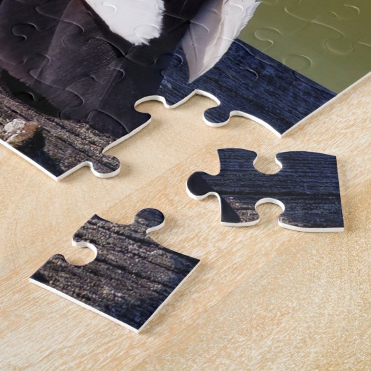 Domestic Rock Pigeon (Dark Morph) Puzzle (Seite)