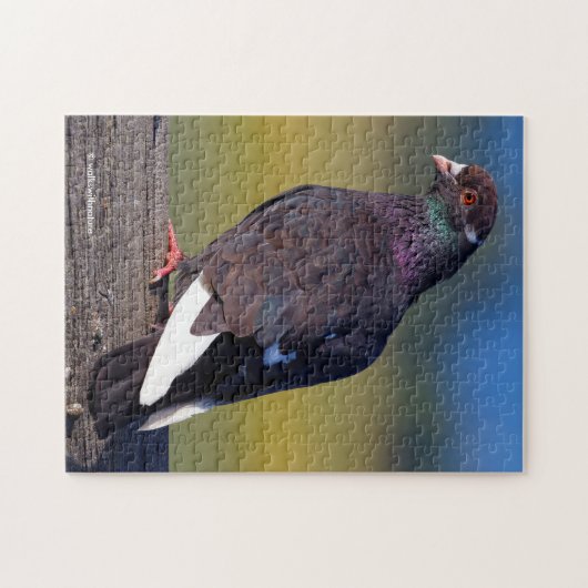 Domestic Rock Pigeon (Dark Morph) Puzzle (Horizontal)