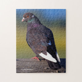 Domestic Rock Pigeon (Dark Morph) Puzzle