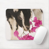 Domesticated British Alpine Ziege (Kind). Schwarz Mousepad (Mit Mouse)