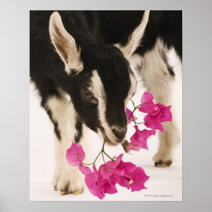 Domesticated British Alpine Ziege (Kind). Schwarz Poster