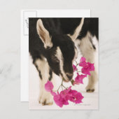 Domesticated British Alpine Ziege (Kind). Schwarz Postkarte (Vorne/Hinten)