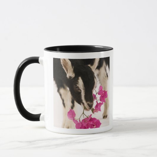 Domestizierte britische alpine Ziege (Kind). Tasse (Links)