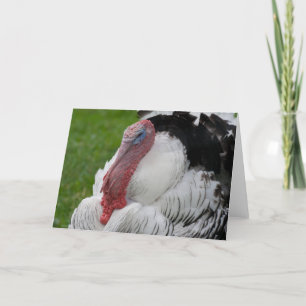 Domestizierte Türkei Feiertagskarte