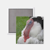 Domestizierte Türkei Magnet (Vorderseite/Rückseite)