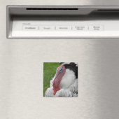 Domestizierte Türkei Magnet (In Situ (Geschirrspüler))