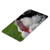 Domestizierte Türkei Magnet (Linke Seite)