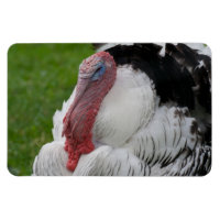 Domestizierte Türkei