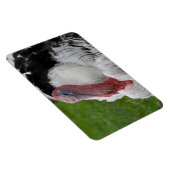 Domestizierte Türkei Magnet (Rechte Seite)