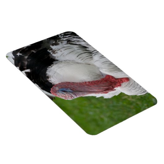 Domestizierte Türkei Magnet (Rechte Seite)