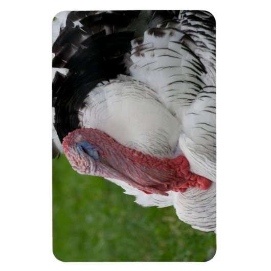 Domestizierte Türkei Magnet (Vertikal)