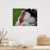 Domestizierte Türkei Poster (Küche)