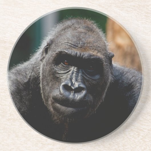 Dominant Primat Gorilla Ape Getränkeuntersetzer (Vorne)