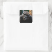 Dominant Primat Gorilla Ape Quadratischer Aufkleber (Tasche)