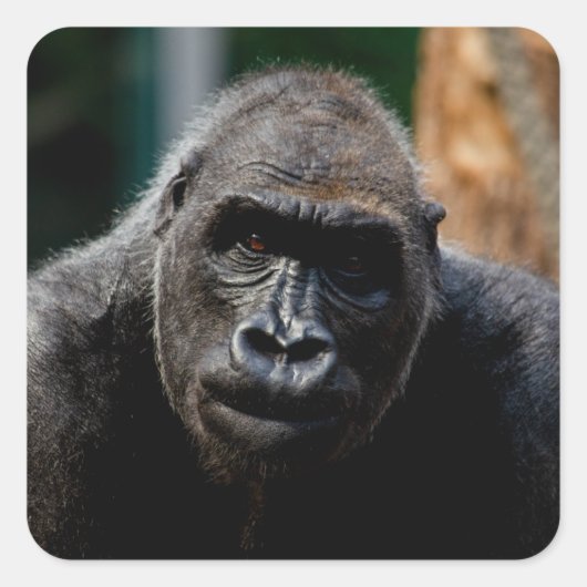 Dominant Primat Gorilla Ape Quadratischer Aufkleber (Vorderseite)
