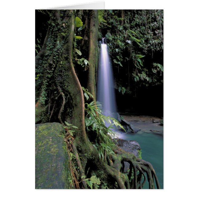 Dominica, Emerald Pool, Wasserfall. (Vorne)