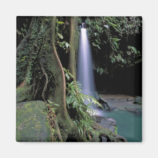 Dominica, Emerald Pool, Wasserfall. Magnet (Vorne)