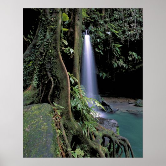 Dominica, Emerald Pool, Wasserfall. Poster (Vorne)