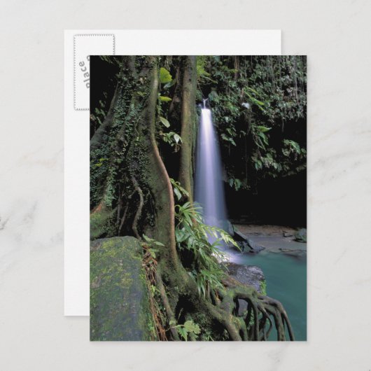 Dominica, Emerald Pool, Wasserfall. Postkarte (Vorne/Hinten)