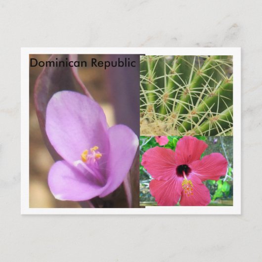 Dominikanische Republik Postkarte (Vorderseite)