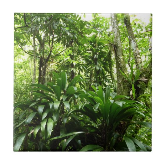 Dominikanischer Regenwald I Tropische Natur Fliese (Vorderseite)