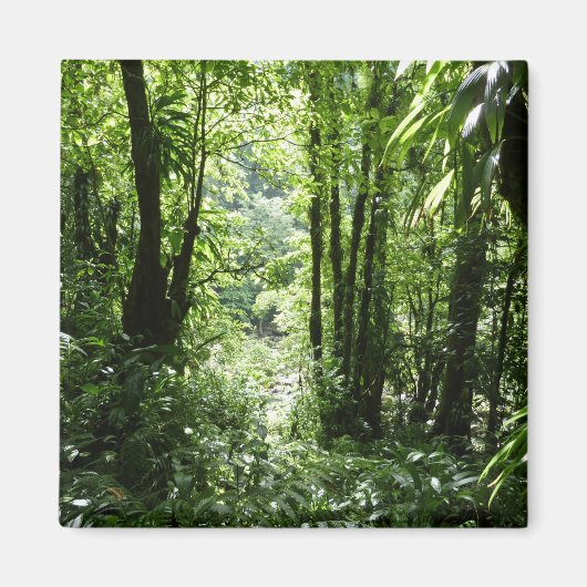 Dominikanischer Regenwald II Tropengrün Magnet (Vorne)