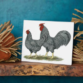 Dominique Chickens Fotoplatte (Seite)