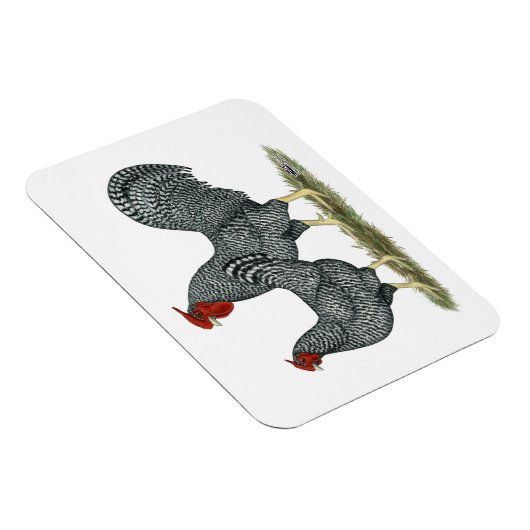 Dominique Chickens Magnet (Rechte Seite)