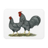 Dominique Chickens Magnet (Horizontal)
