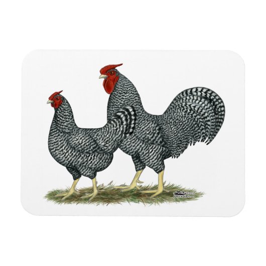 Dominique Chickens Magnet (Horizontal)