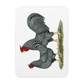 Dominique Chickens Magnet (Vertikal)