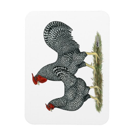 Dominique Chickens Magnet (Vertikal)