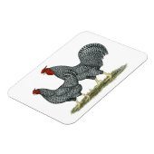 Dominique Chickens Magnet (Linke Seite)