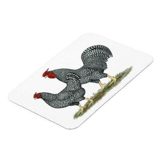 Dominique Chickens Magnet (Linke Seite)