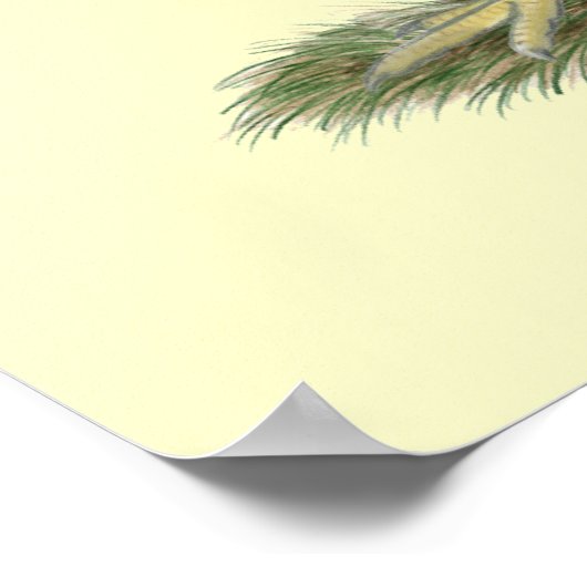 Dominique Chickens Poster (Ecke)