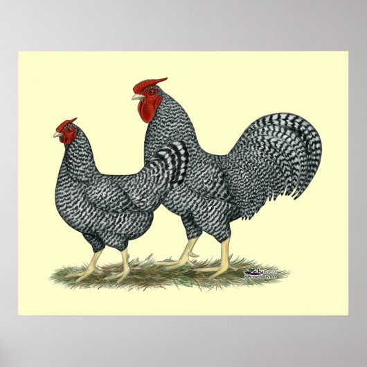 Dominique Chickens Poster (Vorne)