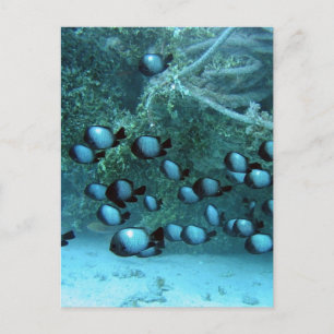 Domino Damsel Fish Postkarte