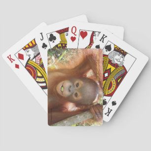 Donald-Orang-Utan in Borneo-Pflegezentrum, das Spielkarten