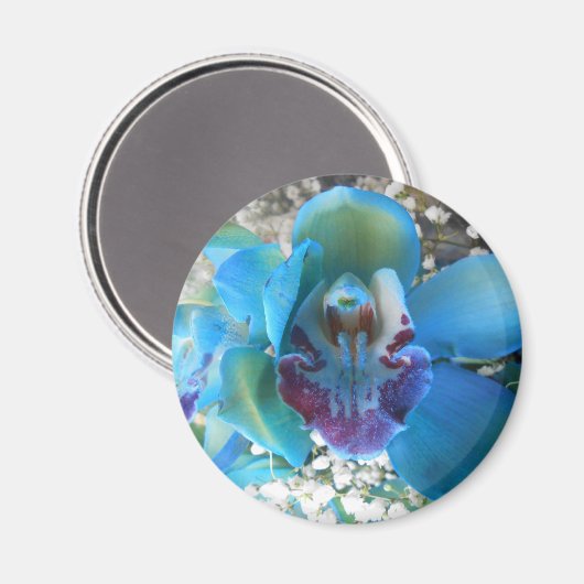 Donella Magnet (Vorderseite/Rückseite)